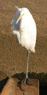 Image of Intermediate Egret