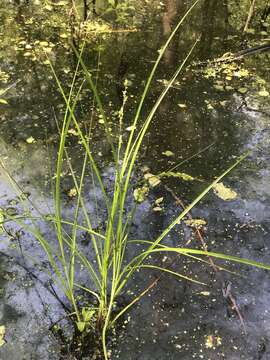 Carex decomposita Muhl. resmi