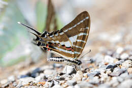 Image de Graphium aristeus (Stoll 1780)