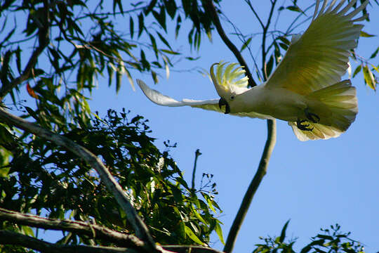 Image of Sulphur-crested Cockatoo