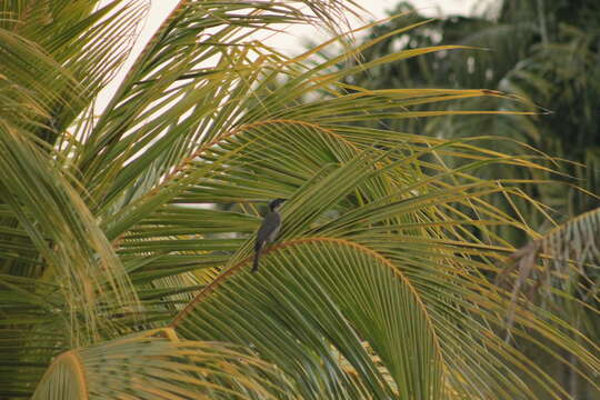 Image of Helmeted Friarbird