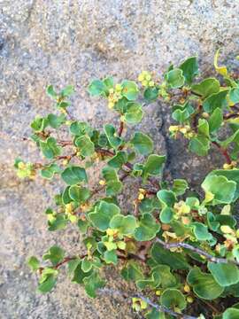 Image of Wirevine