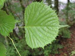 صورة Euptelea polyandra Siebold & Zucc.