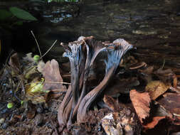 Image of Cantharellus cinereus (Pers.) Fr. 1821