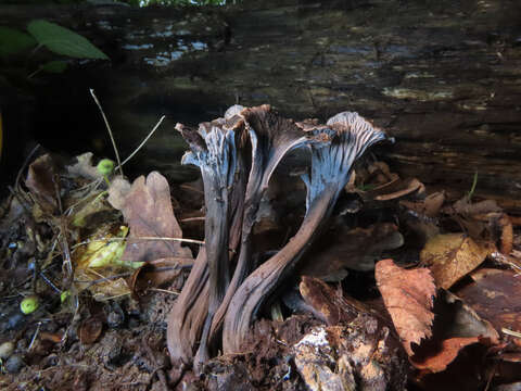 Слика од Cantharellus cinereus (Pers.) Fr. 1821