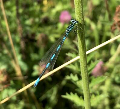 Image of Coenagrion ecornutum (Selys ex Selys & McLachlan 1872)