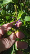 Myoporum boninense subsp. australe R. J. Chinnock resmi