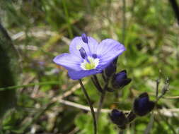 Image of leafless-stemmed speedwell