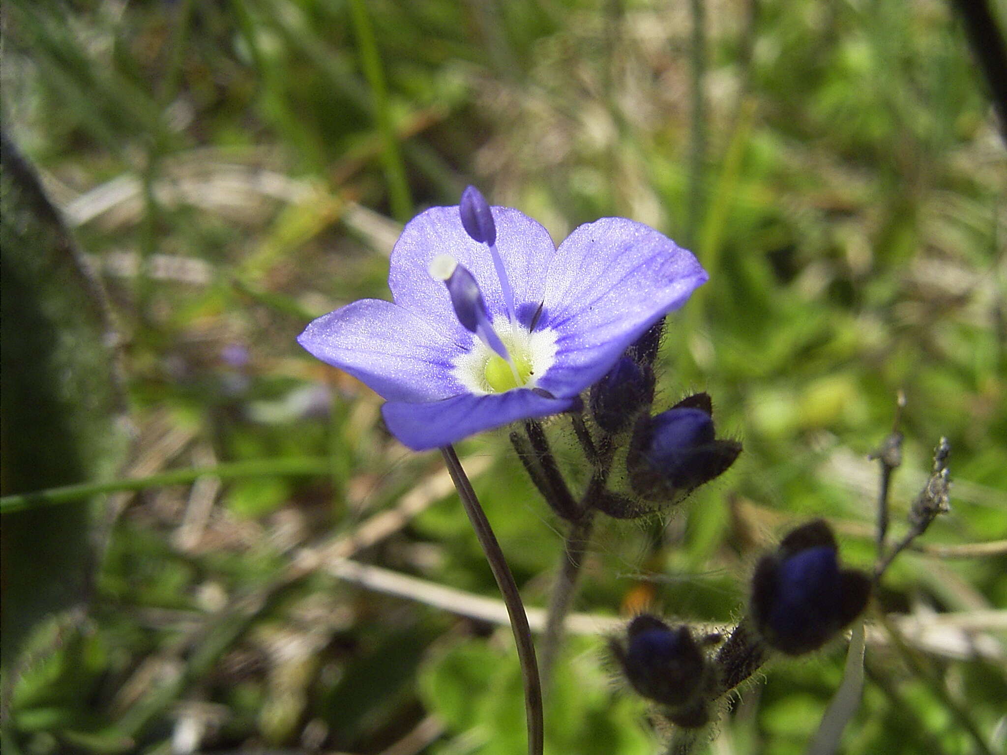 Image of leafless-stemmed speedwell