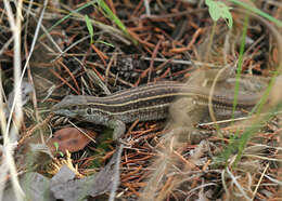 Image of Sonoran Spotted Whiptail