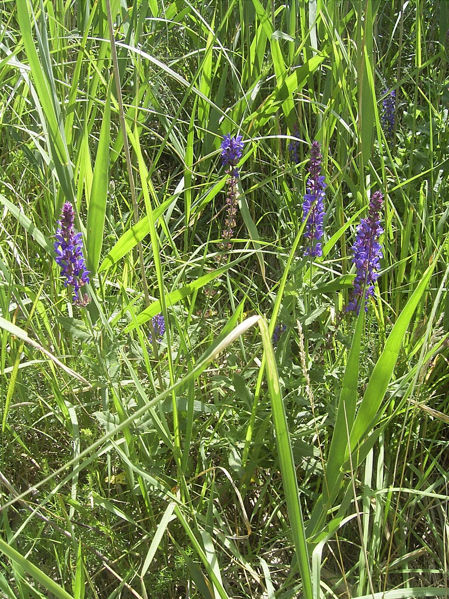 Imagem de Salvia nemorosa L.