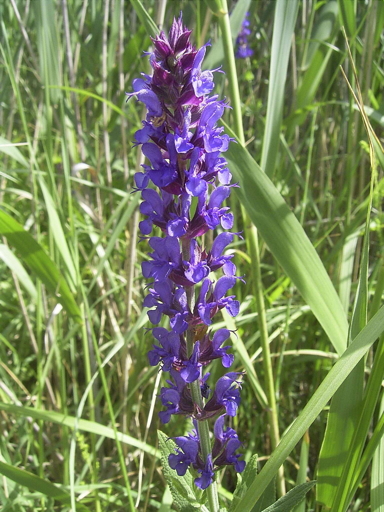 Imagem de Salvia nemorosa L.