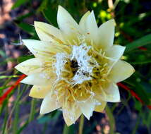 Image de Protea repens (L.) L.