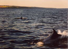 Image of White-beaked Dolphin