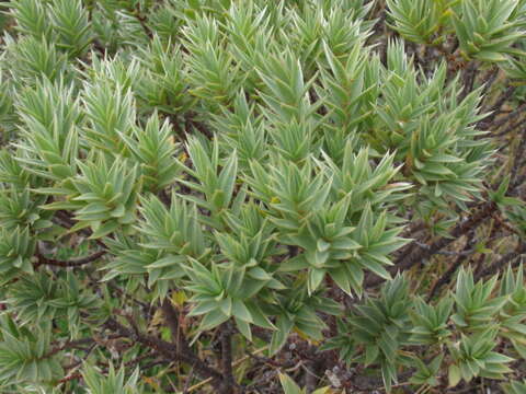 Image of Pimelea aridula Cockayne