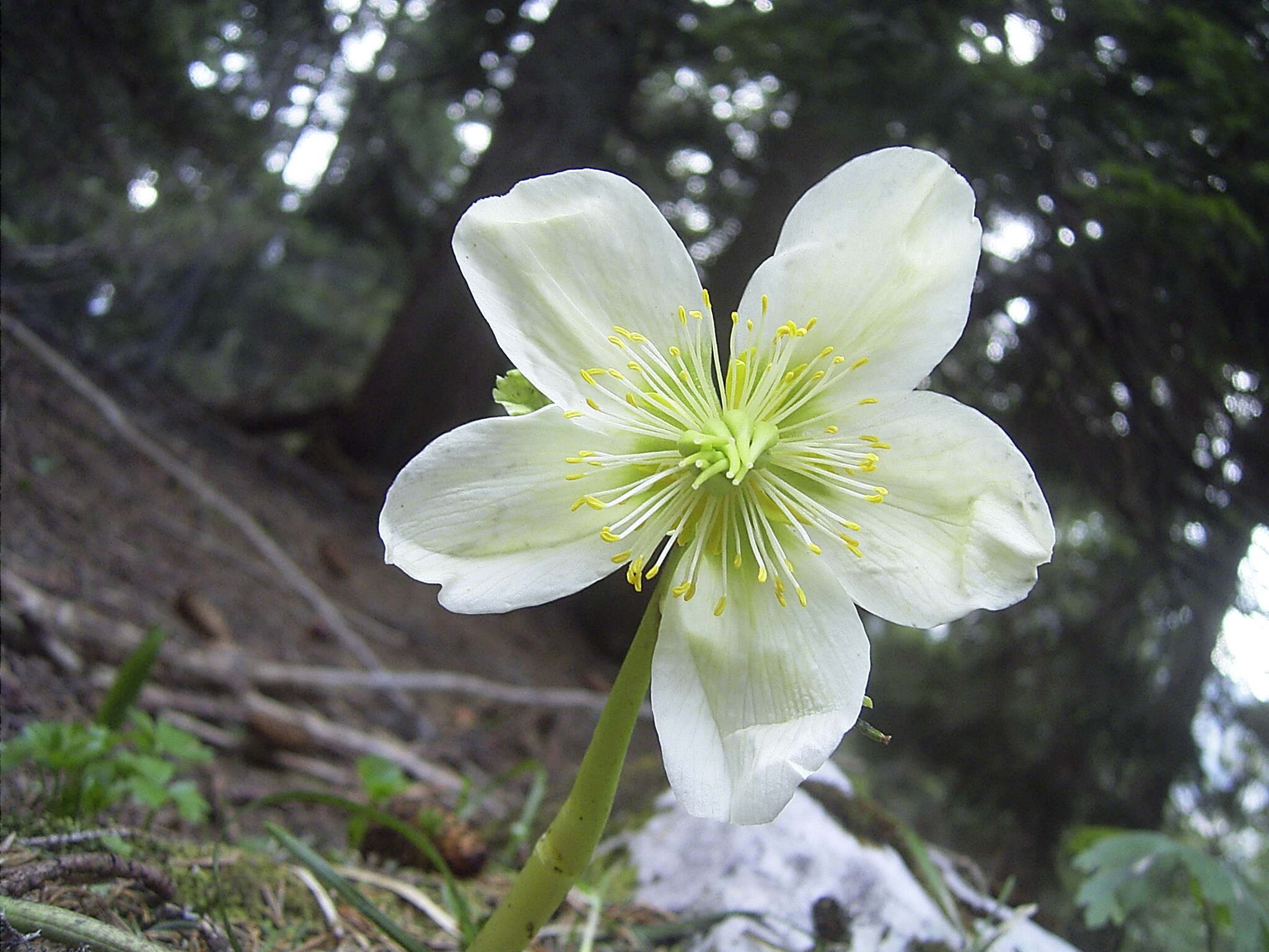 Image of black hellebore