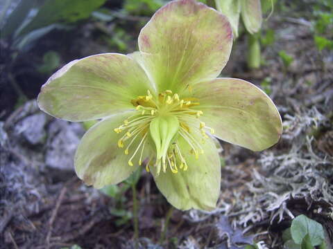 Image of black hellebore