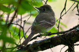 Image of American Dusky Flycatcher