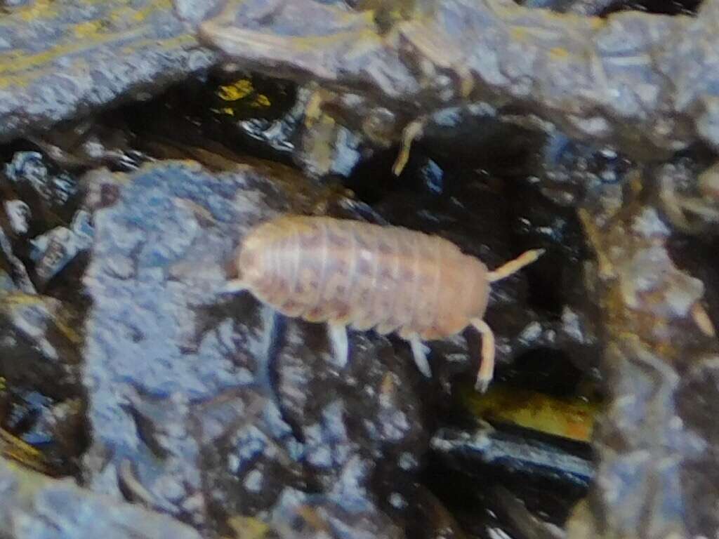 Image of Pillbug