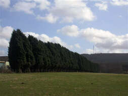 Image of Cupressus × leylandii