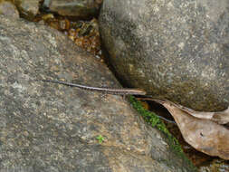 Image of Saxicoline Sunskink