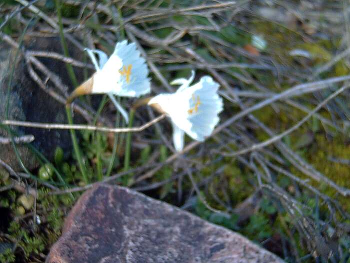 Image de Narcissus cantabricus DC.