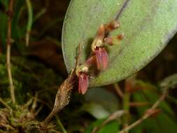 Image of Trichosalpinx blaisdellii (S. Watson) Luer