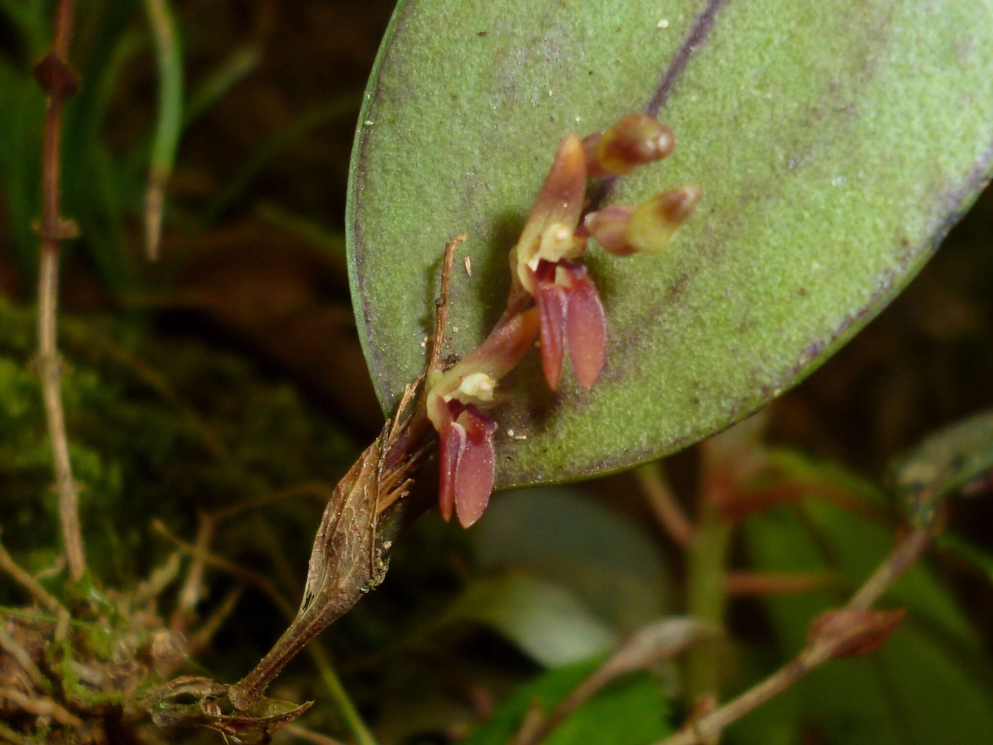 Image de Trichosalpinx blaisdellii (S. Watson) Luer