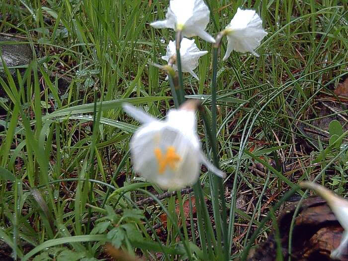 Image de Narcissus cantabricus DC.