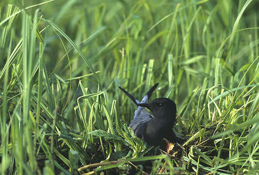 Image of Black Tern