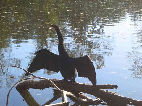 Image of Anhinga Brisson 1760