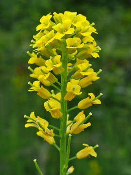 Image of winter-cress, yellow rocket