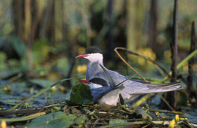 Image of Whiskered Tern