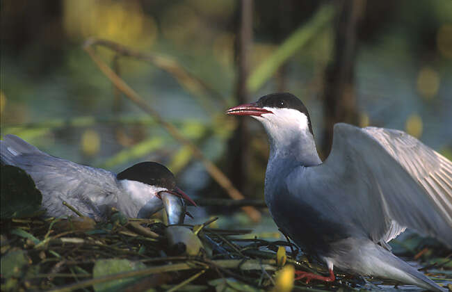 Image of Whiskered Tern