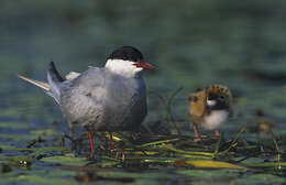 Image of Whiskered Tern