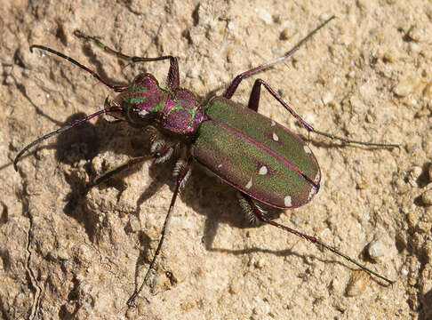 Image of Cicindela (Cicindela) campestris olivieria Brullé 1832