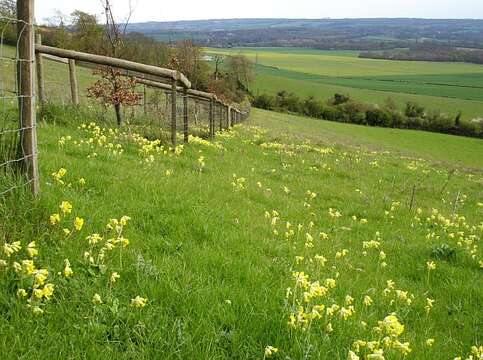 Image of Cowslip