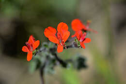 Image of Scarlet pelargonium