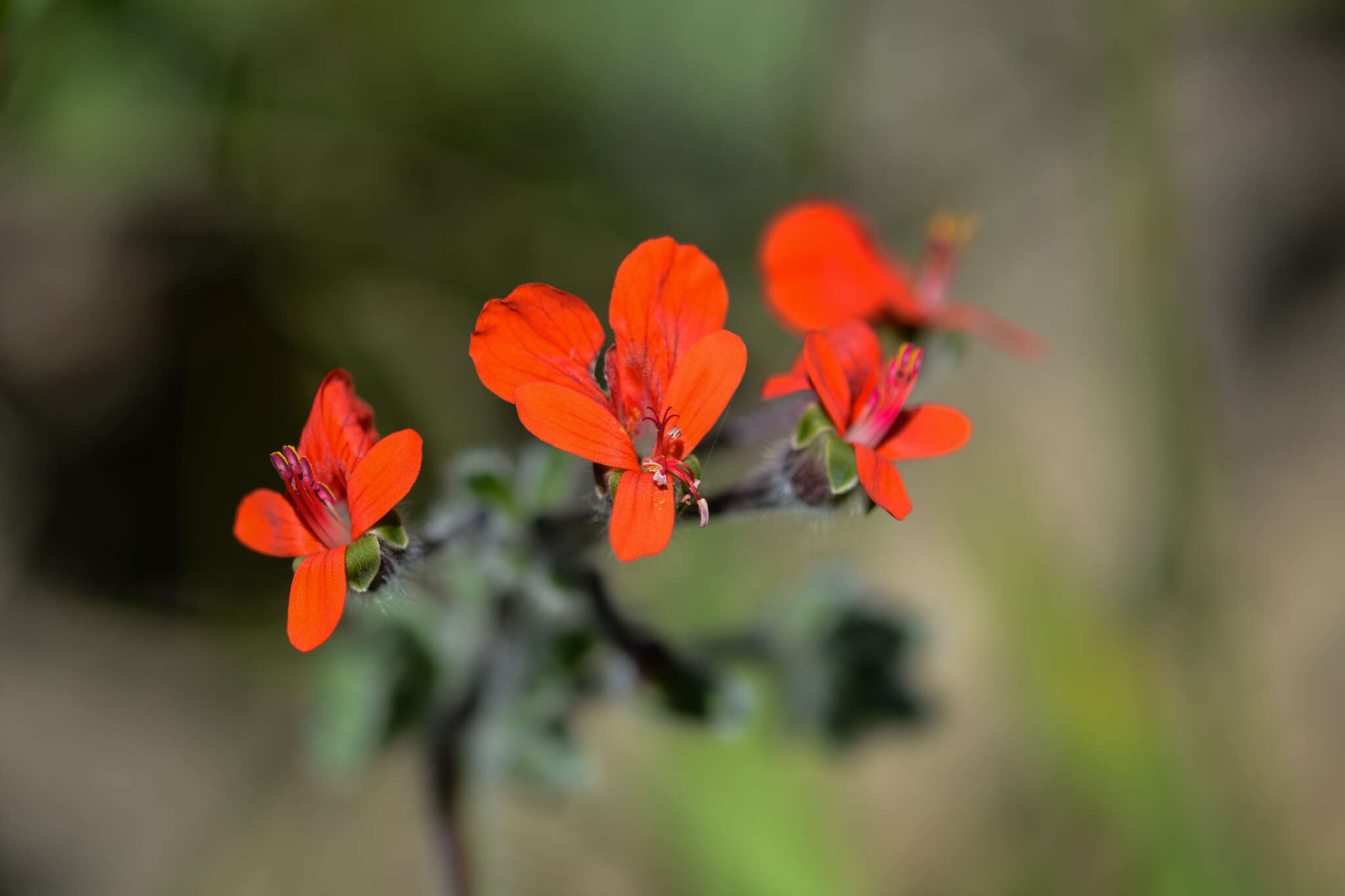 Image of Scarlet pelargonium