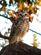 Image of Burrowing Owl