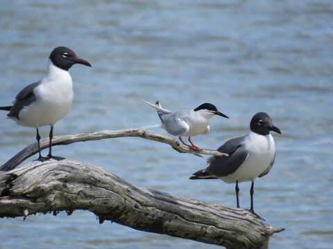 Image of Roseate Tern