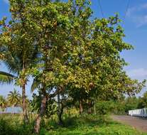 Image of cashew