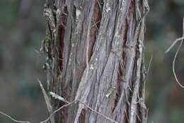 Image of Drooping Juniper