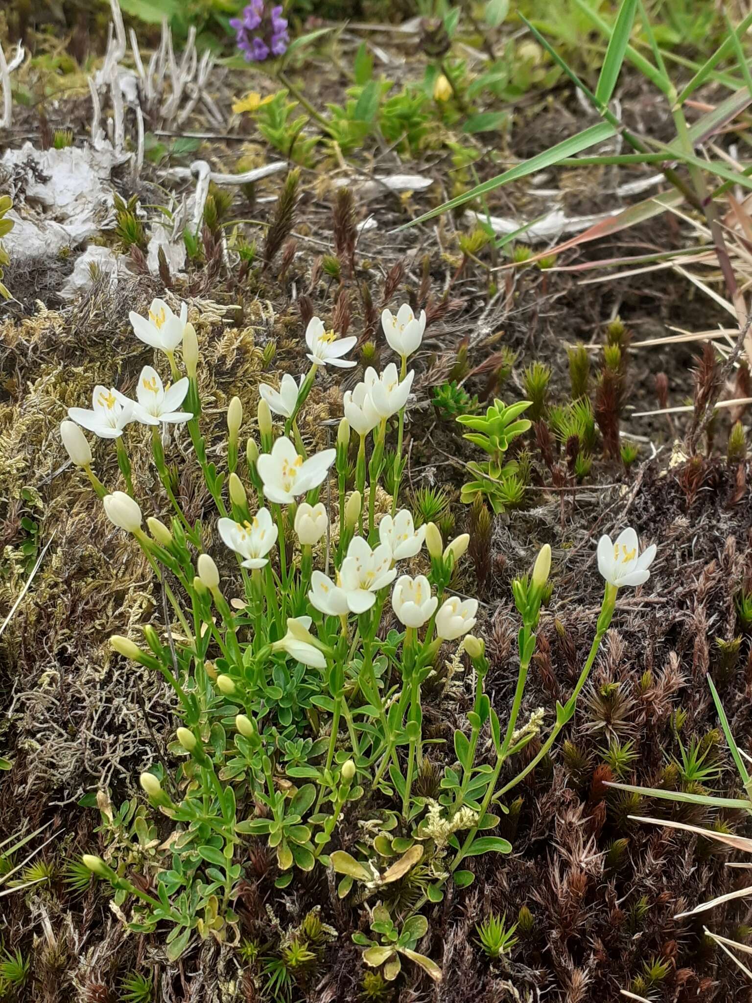 Image of Centaurium scilloides (L. fil.) Samp.