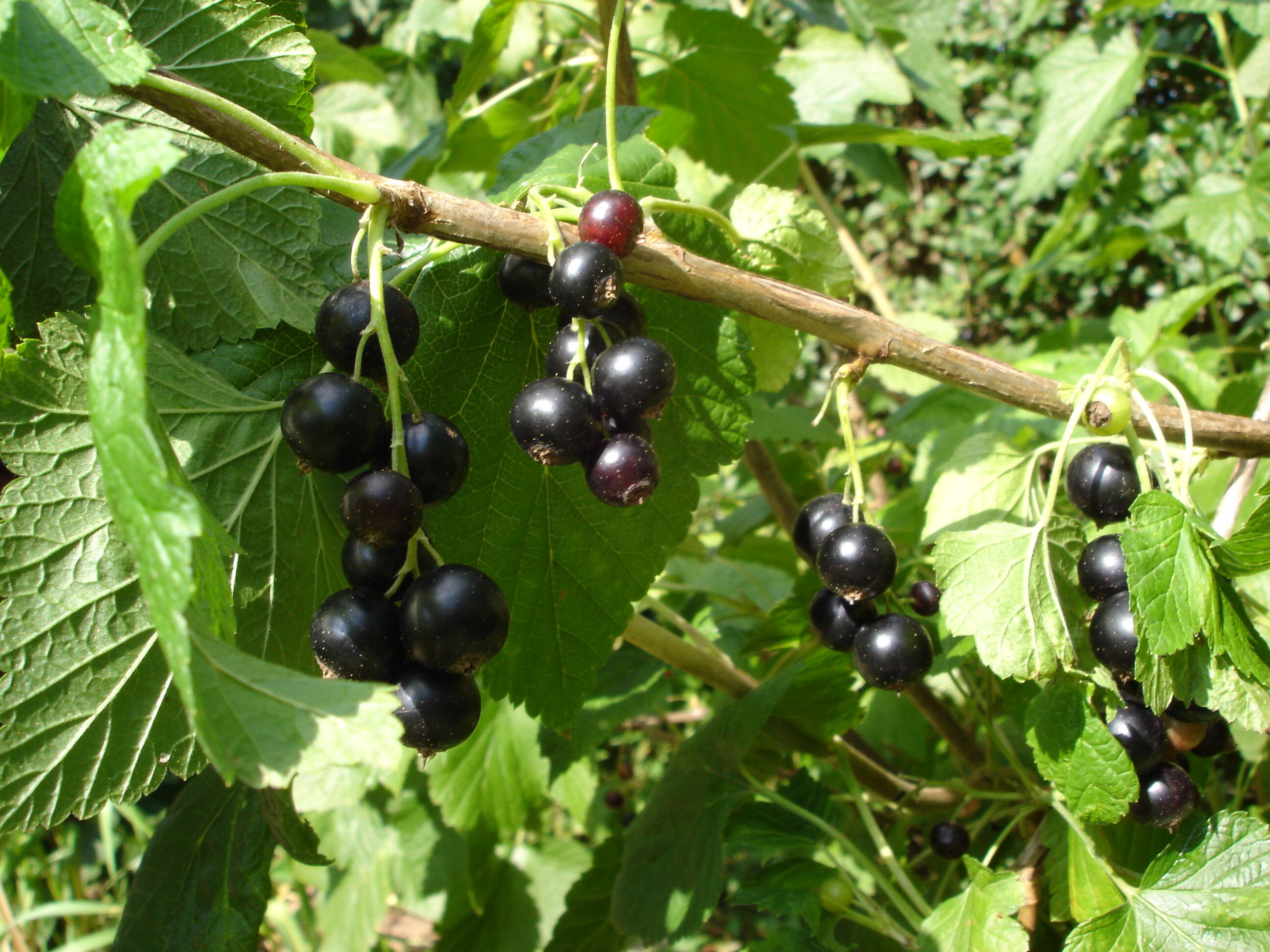 Image of Black Currant