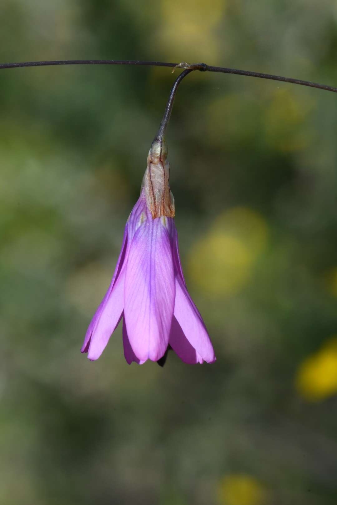 Image of Ixia sobolifera subsp. carnea Goldblatt & J. C. Manning