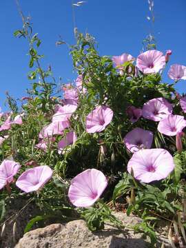 Image of mallow bindweed