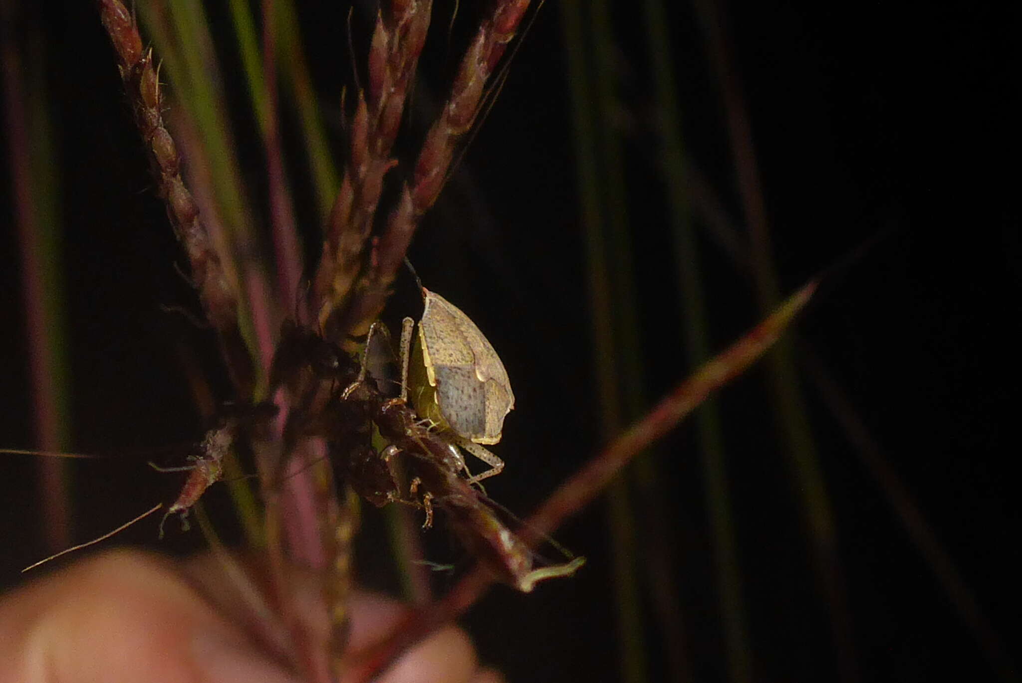 Image of One Spotted Stink Bug