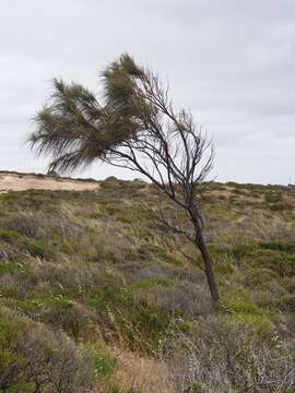 Imagem de Allocasuarina verticillata (Lam.) L. A. S. Johnson