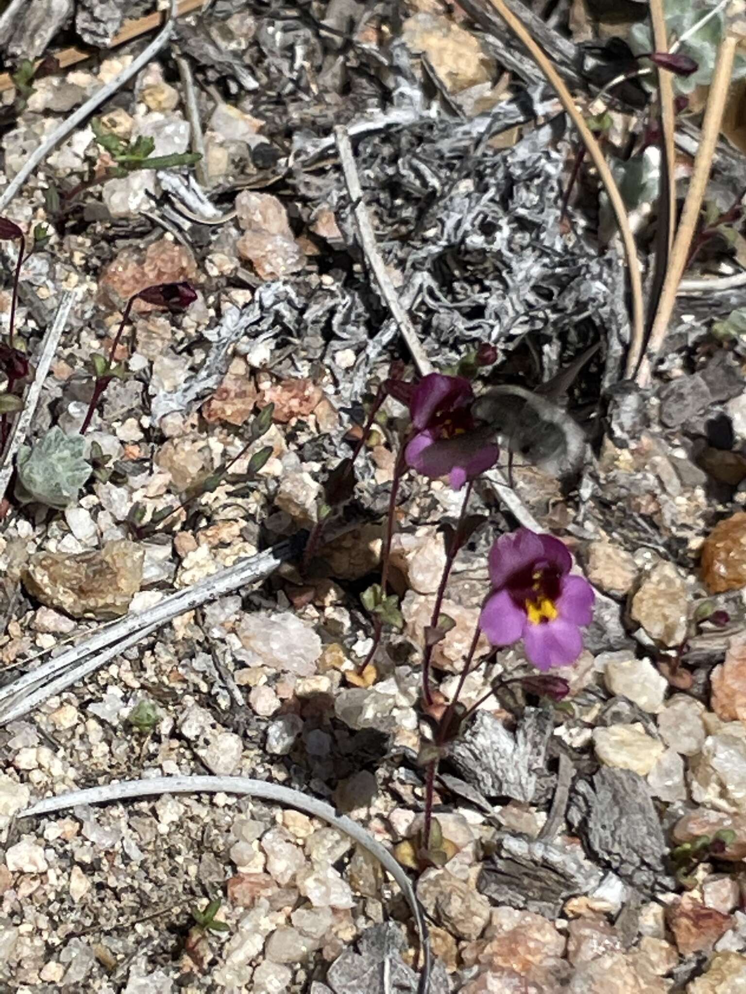 Erythranthe purpurea (A. L. Grant) N. S. Fraga resmi